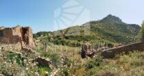 Terreno con Ruderi e Uliveto – Ideale per Agriturismo o Resort nelle Madonie