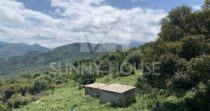 Terreno con Ruderi e Uliveto – Ideale per Agriturismo o Resort nelle Madonie